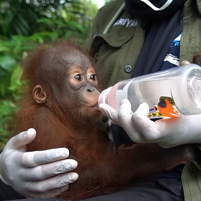 Orang oetan Bomban Indonesia