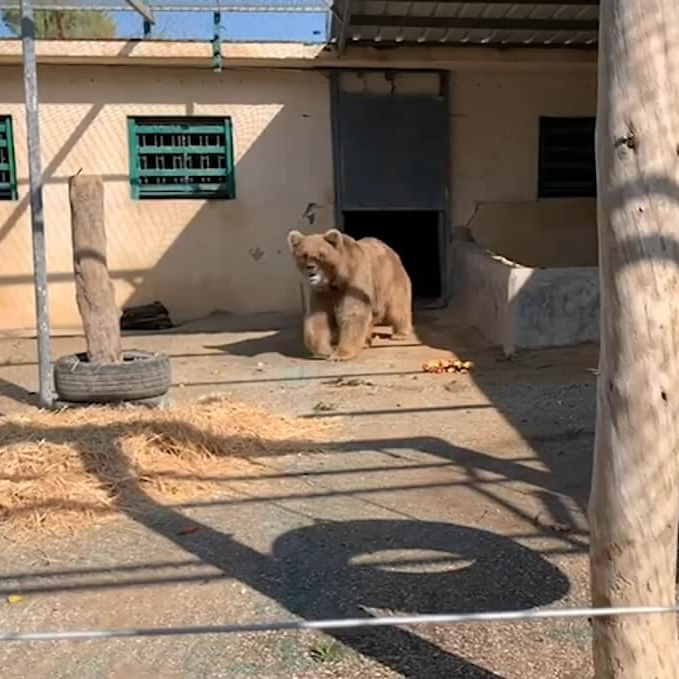 Marghazar Zoo bears Suzie Bubloo Forepaws