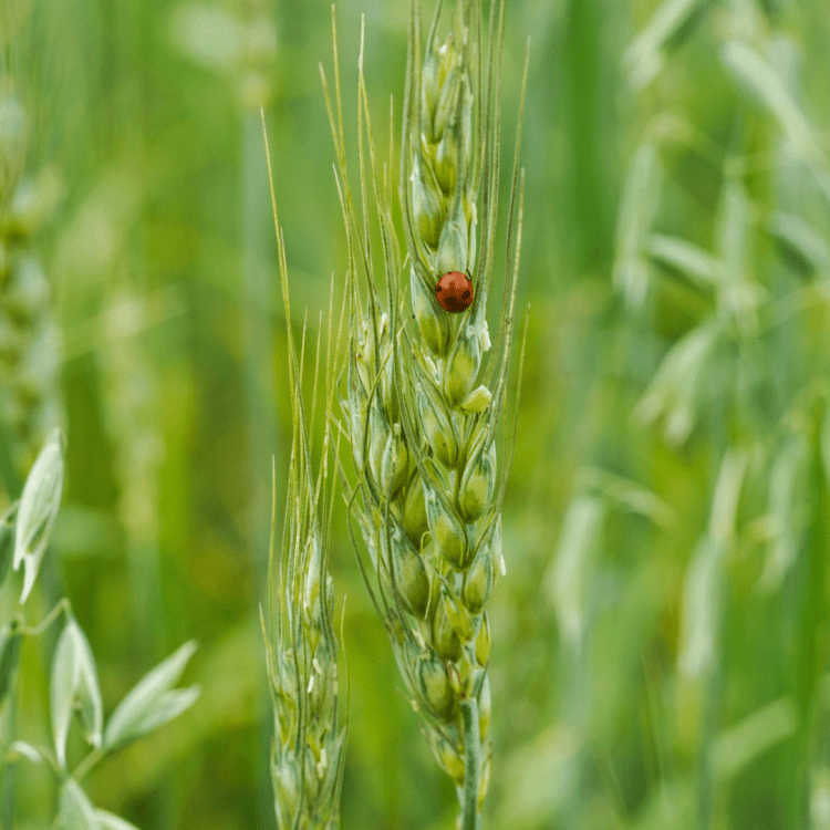 Lady bug grain