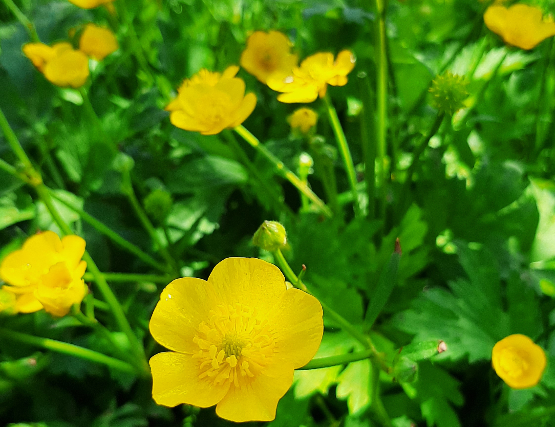 Buttercup flower